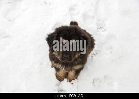 Il Mastino tibetano cucciolo nella neve Foto Stock