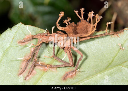 Corpi fruttiferi di Cordyceps funghi che crescono al di fuori di un ragno infestati in Amazzonia ecuadoriana Foto Stock