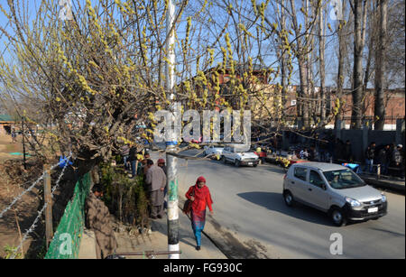 Srinagar, Indiano Kashmir amministrato. 18 Febbraio, 2016. Un lato strada venditore a vendere Piante & fiori a Srinagar durante il meteo miglioramento dopo Credito: Sofi Suhail/Alamy Live News Foto Stock