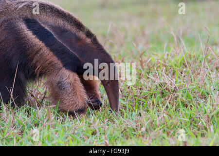 Giant Anteater (Myrmecophaga tridactyla) foraggio ed alimentando in termite mound, Mato Grosso, Brasile Foto Stock