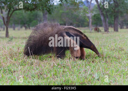 Giant Anteater (Myrmecophaga tridactyla), Mato Grosso, Brasile Foto Stock