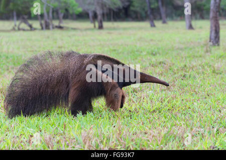 Giant Anteater (Myrmecophaga tridactyla), Mato Grosso, Brasile Foto Stock