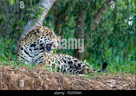 Jaguar (Panthera onca) giacente su una riva di un fiume, Cuiaba river, Pantanal, Mato Grosso, Brasile Foto Stock