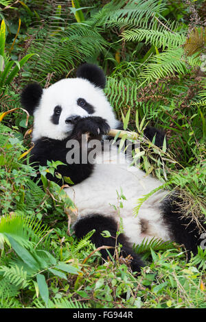 Due anni di età giovane panda gigante , Cina conservazione e centro di ricerca per la Panda Giganti, Chengdu Sichuan, Cina Foto Stock