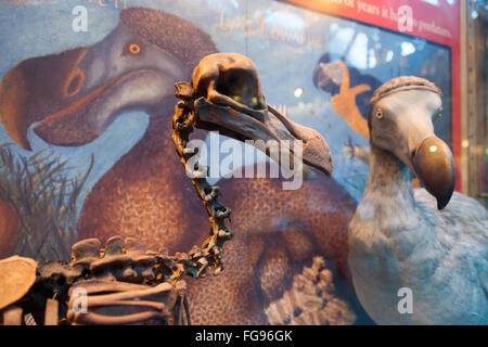 Dodo dello scheletro e la ricreazione del modello sul display nella galleria della Oxford University Museo di Storia Naturale di Oxford, UK. Foto Stock