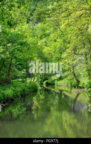 Inizio estate verde accanto al fiume Wye in Millers Dale, Derbyshire, in Inghilterra. Una tranquilla area del Peak District. Foto Stock