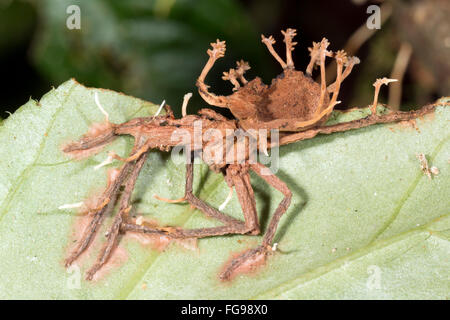 Corpi fruttiferi di Cordyceps funghi che crescono al di fuori di un ragno infestati in Amazzonia ecuadoriana Foto Stock