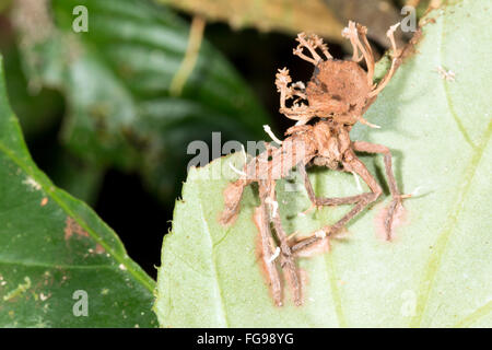 Corpi fruttiferi di Cordyceps funghi che crescono al di fuori di un ragno infestati in Amazzonia ecuadoriana Foto Stock