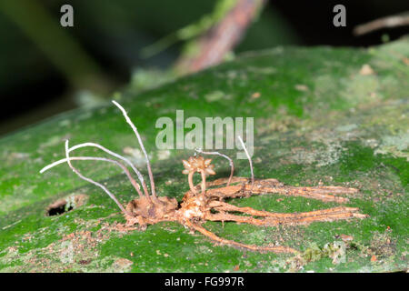 Corpi fruttiferi di Cordyceps funghi che crescono al di fuori di un ragno infestati in Amazzonia ecuadoriana Foto Stock