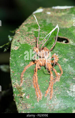 Corpi fruttiferi di Cordyceps funghi che crescono al di fuori di un ragno infestati in Amazzonia ecuadoriana Foto Stock