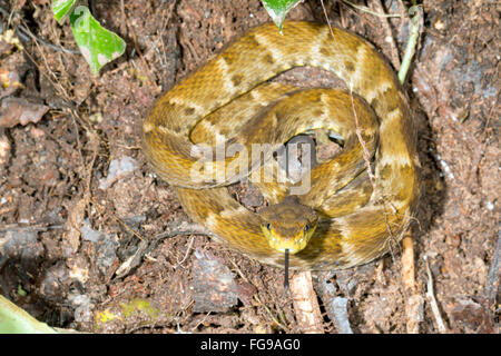 Fer de Lance (Bothrops atrox) un infame viper avvolto sul suolo della foresta pluviale, provincia di Pastaza, Ecuador Foto Stock