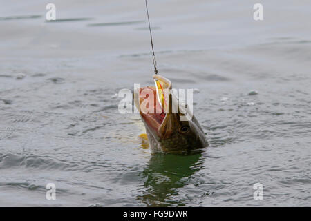 Northern luccio (Esox lucius) su di una linea di pesca. Germania Foto Stock