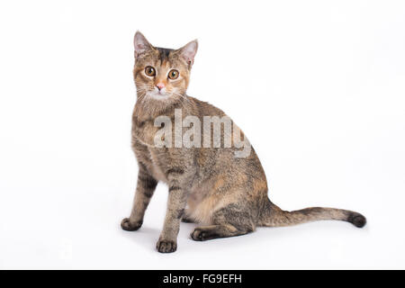 Gatta Calico su sfondo bianco Foto Stock