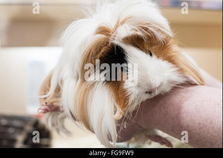 Capelli lunghi e Bianco Tan cavia Foto Stock