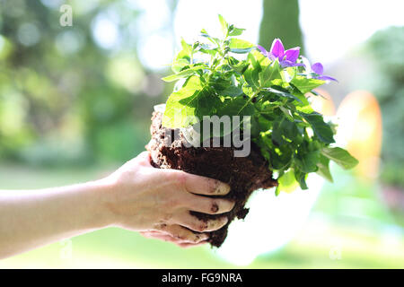 La piantagione giardino fiorito. Piante femmina in piante in vaso formando una bella composizione fiore. Il mio bellissimo giardino Foto Stock