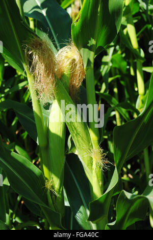 Due le pannocchie di granoturco in crescita in un Cornfield Foto Stock