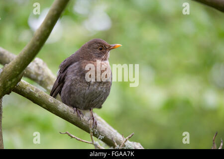 Merlo; Turdus merula femmina singolo Cornwall, Regno Unito Foto Stock