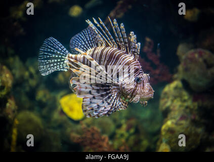 Coral reef pesce pterois volitans (leone rosso) Foto Stock