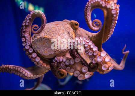 Classe cefalopodi mollusco - Octopus vulgaris (polpo) Foto Stock