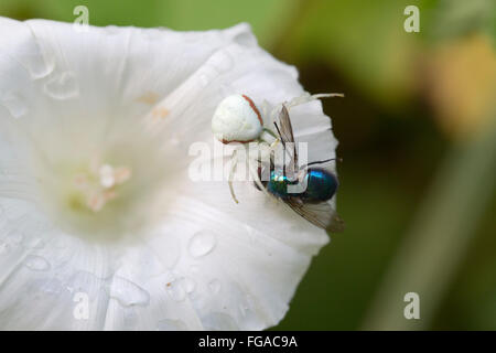 Il ragno granchio; Con Greenbottle; Cornovaglia; Regno Unito Foto Stock