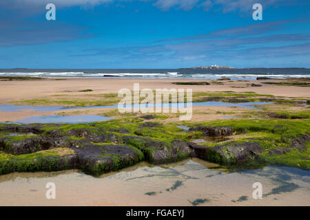 Farne isole; da Seahouses Beach; Northumberland, Regno Unito Foto Stock