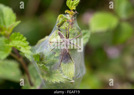 Vivaio Spider Web; Pisaura mirabilis singolo su Web; Cornovaglia; Regno Unito Foto Stock