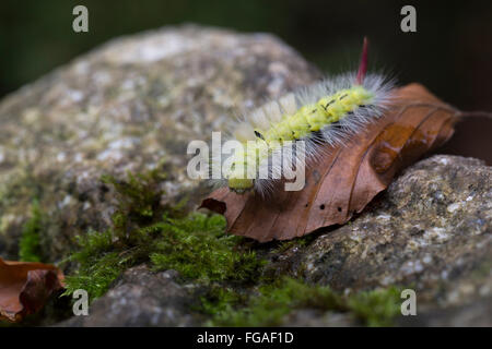 Pale Tussock Moth Larva; Calliteara pudibunda singola foglia in Cornovaglia; Regno Unito Foto Stock