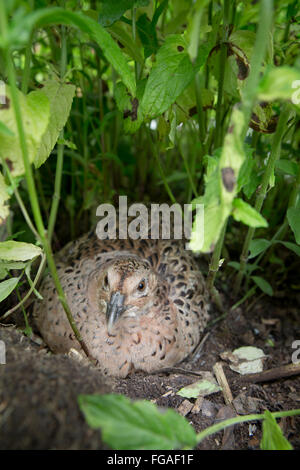 Fagiano ; Phasianus colchicus singola gallina nido su Cornwall, Regno Unito Foto Stock