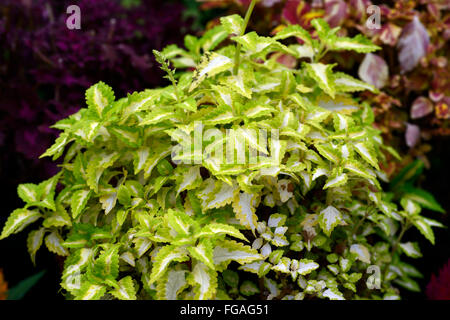 Latticello Coleus giallo verde Coleus blumei Solenostemon scutellarioides piante ornamentali foglie fogliame variegato floreale RM Foto Stock