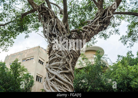 Aria radici di ficus albero in Tel Aviv city, Israele Foto Stock