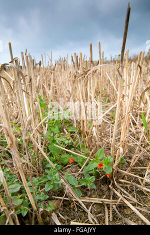 Scarlet Pimpernel; Anagallis arvense nel campo di stoppie Teneriffe fattoria; Cornovaglia; Regno Unito Foto Stock