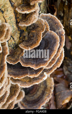La Turchia fungo di coda; Trametes versicolor; Cornovaglia; Regno Unito Foto Stock