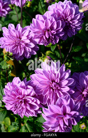 Dahlia tempo lilla lavanda viola dinnerplate dalie fiore fiori bloom blossom tubero perenne pianta tuberosa floreale RM Foto Stock