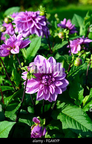 Dahlia tempo lilla lavanda viola dinnerplate dalie fiore fiori bloom blossom tubero perenne pianta tuberosa floreale RM Foto Stock