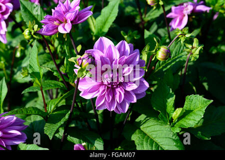 Dahlia tempo lilla lavanda viola dinnerplate dalie fiore fiori bloom blossom tubero perenne pianta tuberosa floreale RM Foto Stock