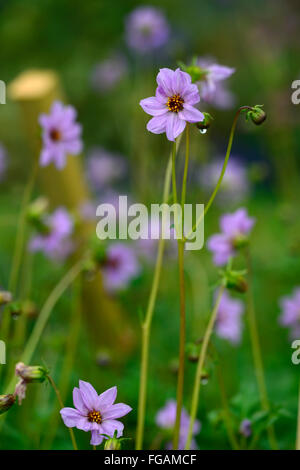 Dahlia merckii singolo-rosa lilla fiori lilla Specie Tipo di varietà flower bloom blossom fioritura estate perenne floreale RM Foto Stock