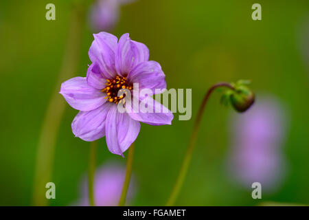 Dahlia merckii singolo-rosa lilla fiori lilla Specie Tipo di varietà flower bloom blossom fioritura estate perenne floreale RM Foto Stock