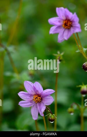 Dahlia merckii singolo-rosa lilla fiori lilla Specie Tipo di varietà flower bloom blossom fioritura estate perenne floreale RM Foto Stock