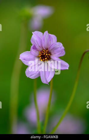 Dahlia merckii singolo-rosa lilla fiori lilla Specie Tipo di varietà flower bloom blossom fioritura estate perenne floreale RM Foto Stock