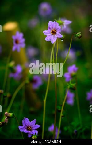 Dahlia merckii singolo-rosa lilla fiori lilla Specie Tipo di varietà flower bloom blossom fioritura estate perenne floreale RM Foto Stock