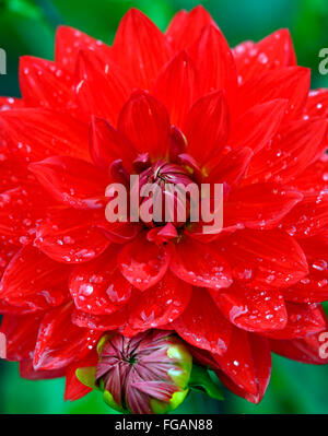 Dahlia taratahi ruby dalie ninfea fiore rosso fiori fioriscono blossom tubero perenne pianta tuberosa floreale RM Foto Stock