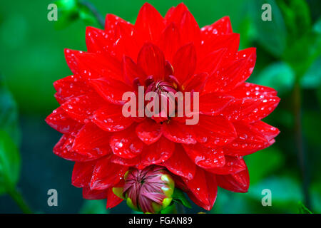 Dahlia taratahi ruby dalie ninfea fiore rosso fiori fioriscono blossom tubero perenne pianta tuberosa floreale RM Foto Stock