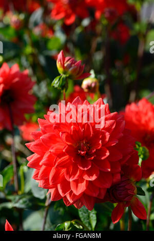 Dahlia taratahi ruby dalie ninfea fiore rosso fiori fioriscono blossom tubero perenne pianta tuberosa floreale RM Foto Stock