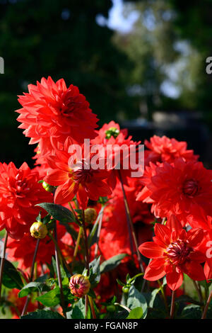 Dahlia taratahi ruby dalie ninfea fiore rosso fiori fioriscono blossom tubero perenne pianta tuberosa floreale RM Foto Stock