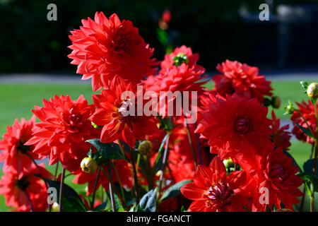 Dahlia taratahi ruby dalie ninfea fiore rosso fiori fioriscono blossom tubero perenne pianta tuberosa floreale RM Foto Stock