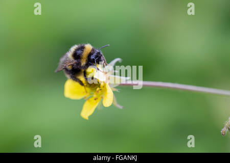 White Tailed Bumblebee; Bombus lucorum singolo fiore su Cornwall, Regno Unito Foto Stock