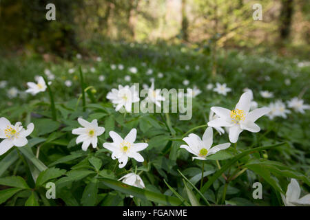 Legno; Anemone Anemone nemorosa , Fiori; Cornovaglia; Regno Unito Foto Stock