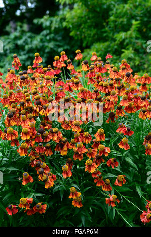 Helenium Moerheim Beauty Red Helen's flower Sneezeweed fiore fiore fiori fioritura perenne floreale RM Foto Stock