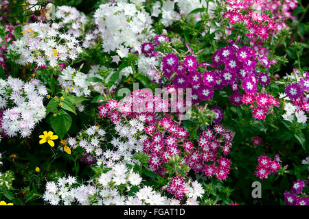 Phlox scintillio di stella nana mix misti rosa bianco lenzuola annuale di confine pianta piante display colori colore floreale RM Foto Stock