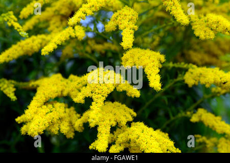 Solidago gigantea primi golden-biella fine liscia oro tre nervata infiorescenza oro giallo fiori floreali RM Foto Stock